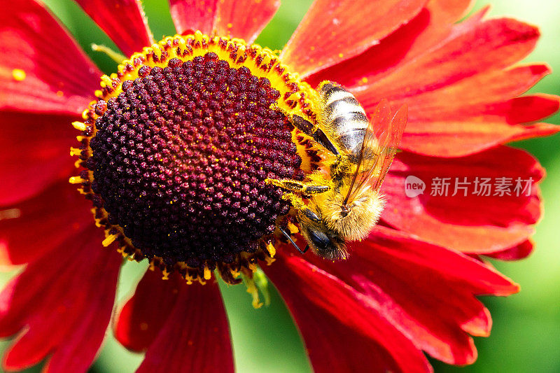 这是一幅巨幅的肖像，一只蜜蜂坐在helenium moerheim或mariachi花的旁边，收集花粉带回蜂巢。有用的昆虫正在搜寻整个红花。
